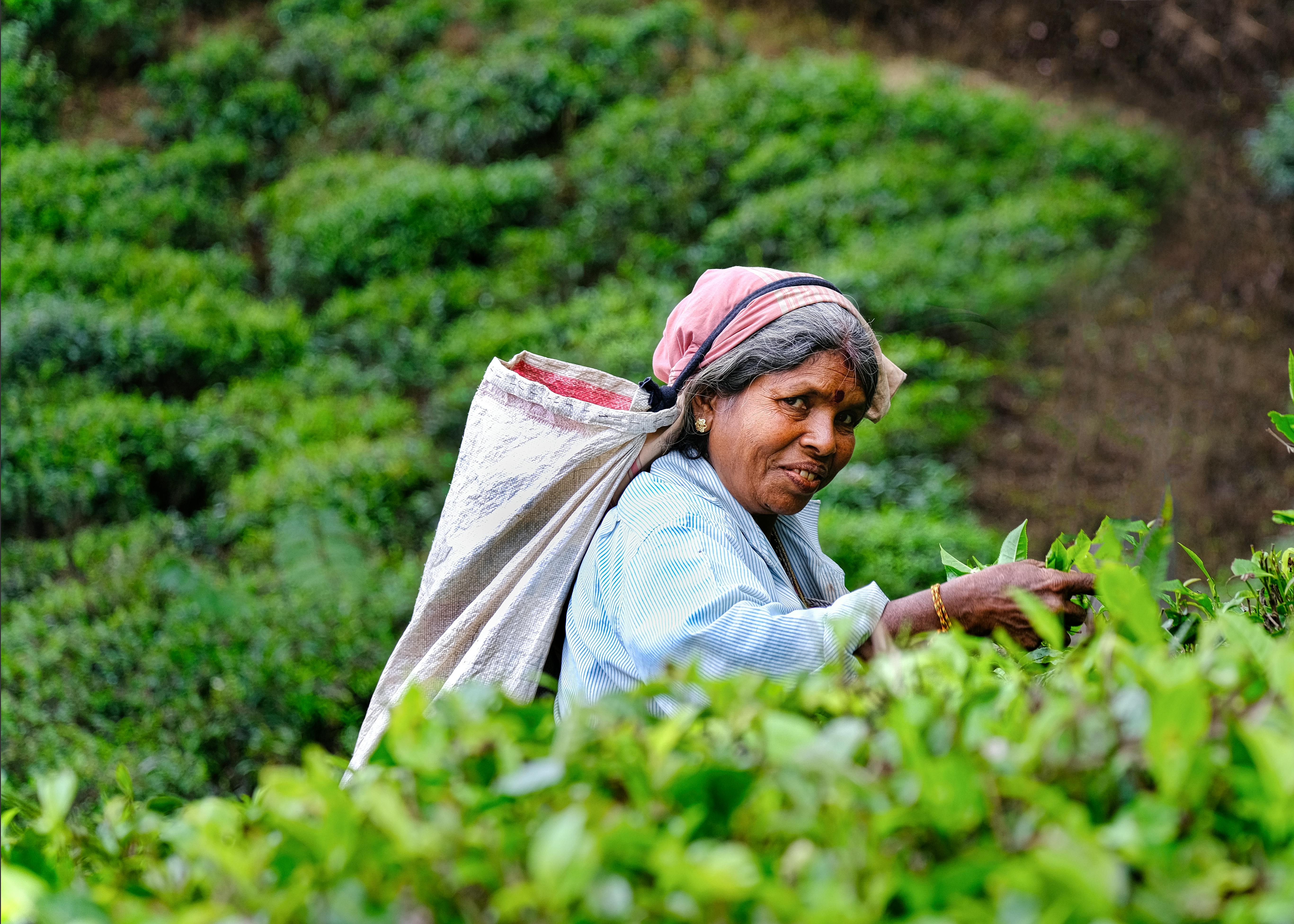 4-Day British Ceylon Tea Trail Tour with Accommodation